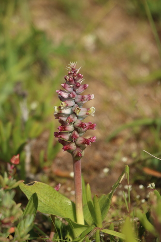 Granite Viooltjie (Lachenalia granitica)