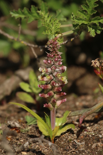 Lachenalia granitica