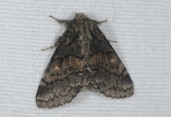 Gluphisia crenata