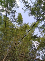 Bambusa stenostachya