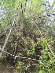 Bambusa stenostachya