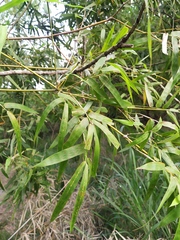 Bambusa stenostachya