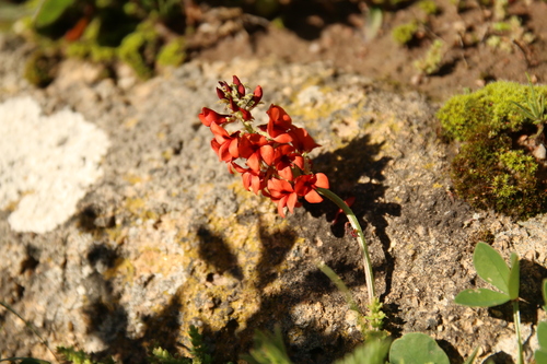 Indigofera harveyeana MS (Indigofera harveyeana)