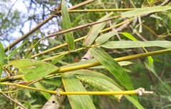 Bambusa stenostachya