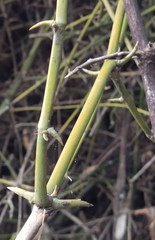 Bambusa stenostachya