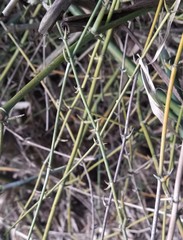 Bambusa stenostachya