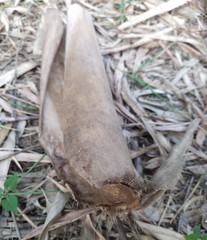 Bambusa stenostachya