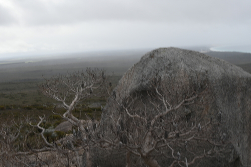 Banksia verticillata (Banksia verticillata)