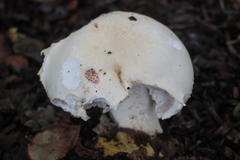Lactarius controversus