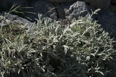 Sideritis syriaca, photograph (c) fmunoz, some rights reserved (CC BY)
