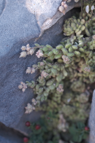 Sedum tristriatum 2