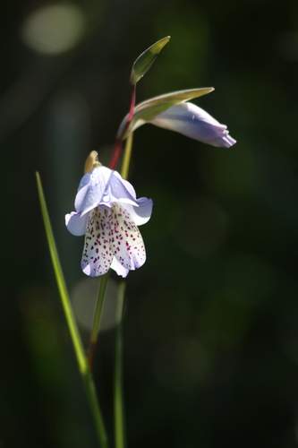 Limestone Afrikaner (Gladiolus caeruleus)