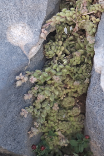 Sedum tristriatum