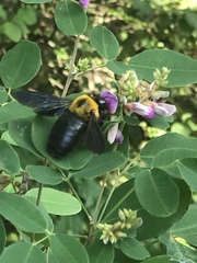 Xylocopa appendiculata circumvolans