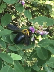 Xylocopa appendiculata circumvolans