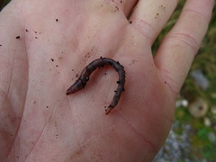 Dendrobaena octaedra