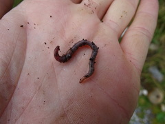 Dendrobaena octaedra