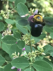 Xylocopa appendiculata circumvolans