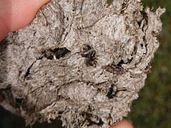 Pellenes tripunctatus