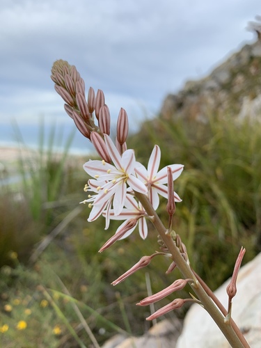 Trachyandra tabularis