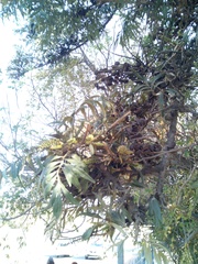 Grevillea robusta