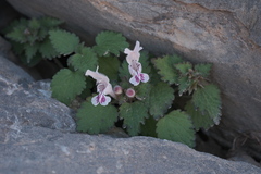 Gargano Deadnettle (Lamium garganicum)