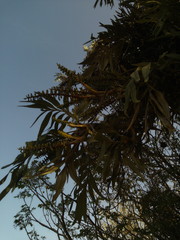 Grevillea robusta