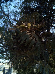 Grevillea robusta