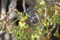 Cacama valvata