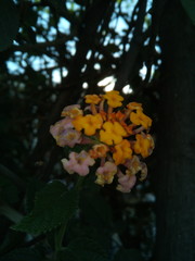Lantana camara