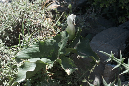 Arum idaeum