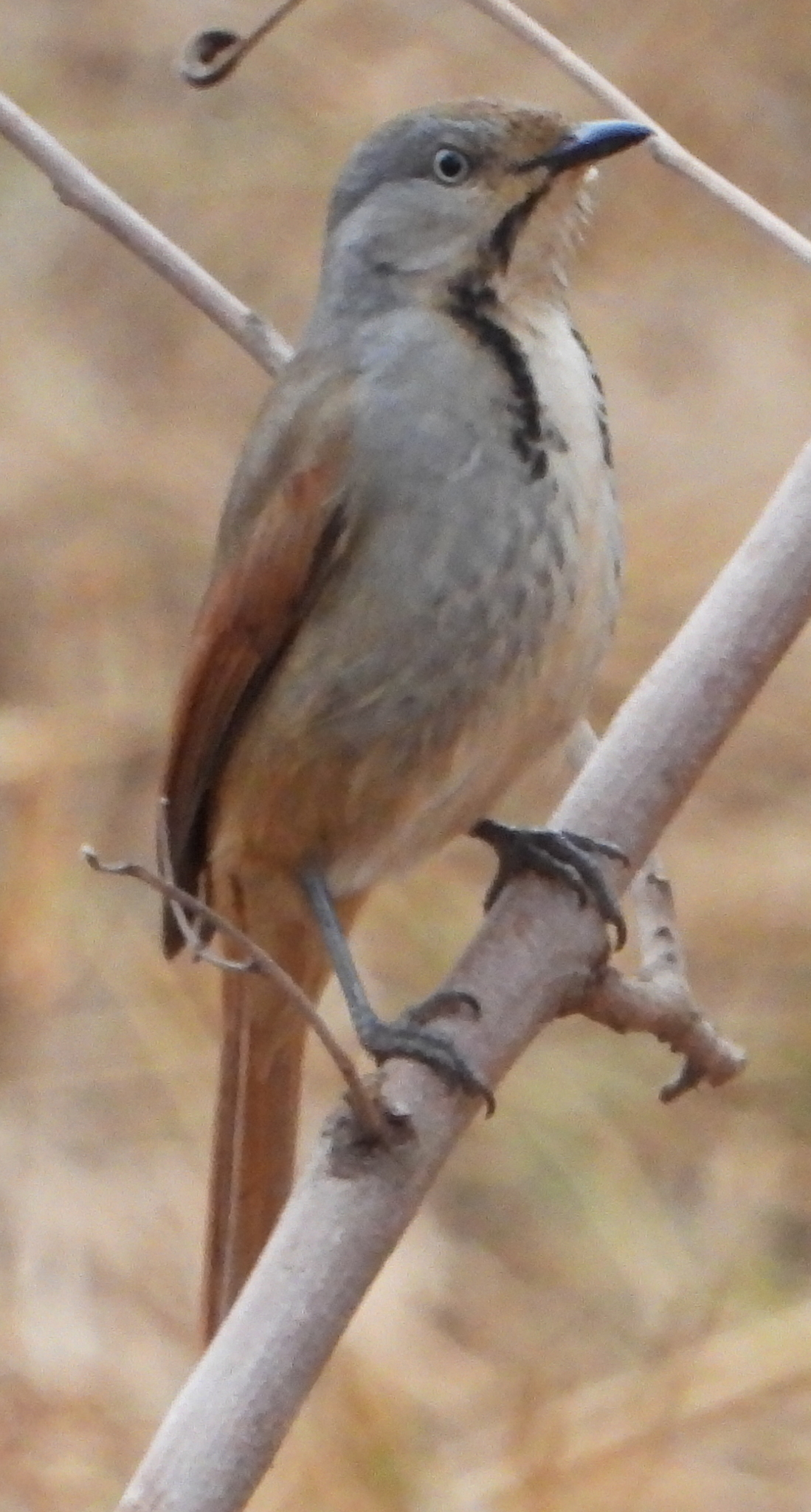 Collared Palm Thrush (Cichladusa arquata), photo 2