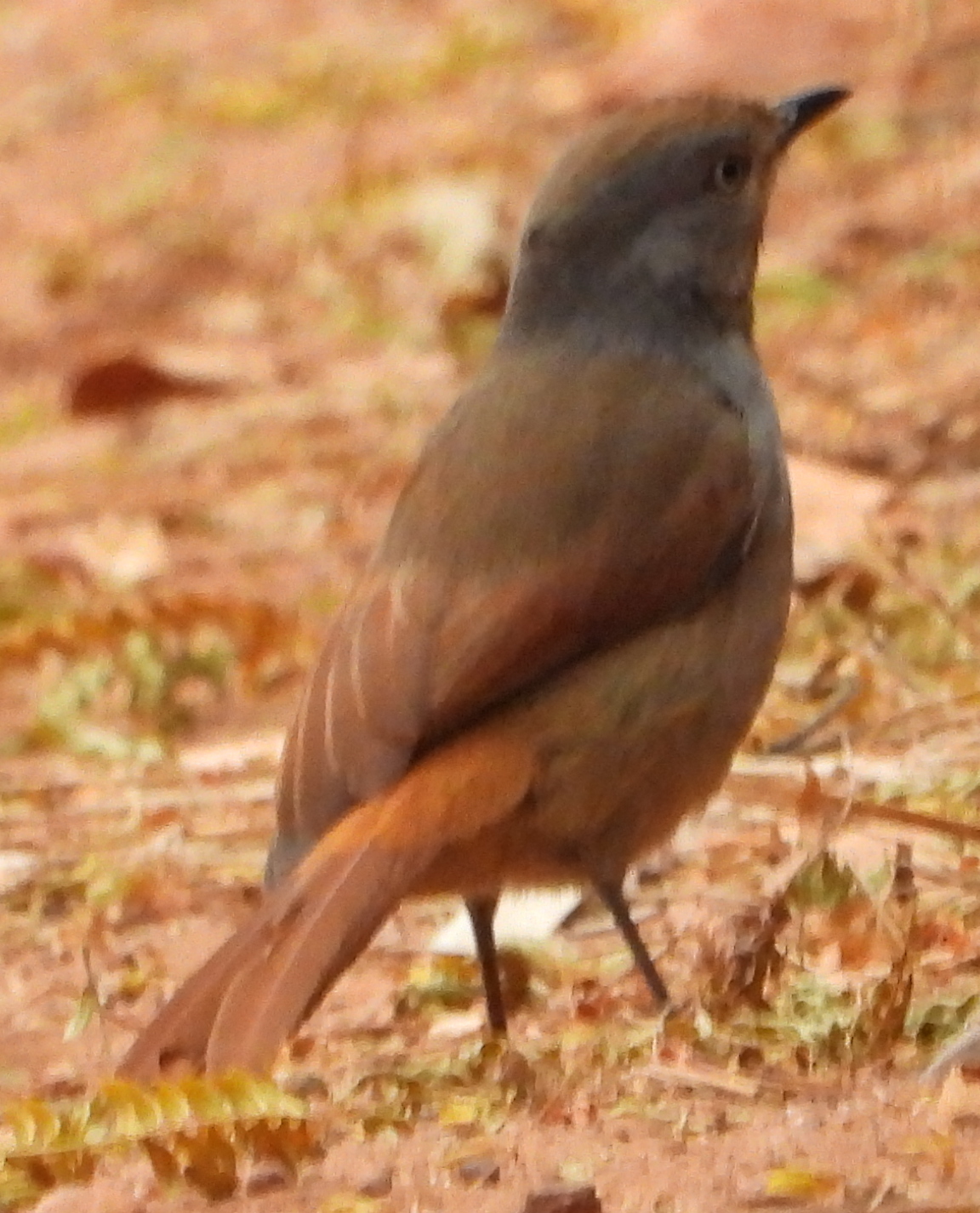 Collared Palm Thrush (Cichladusa arquata), photo 5