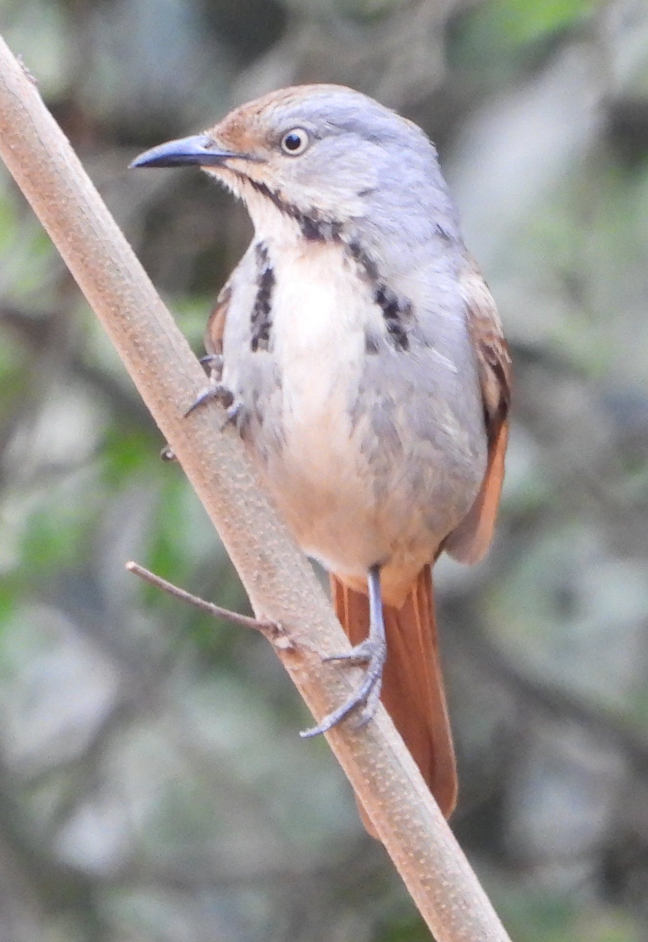 Collared Palm Thrush (Cichladusa arquata), photo 1