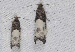 Notocelia cynosbatella