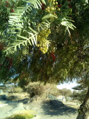 Schinus molle