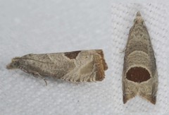 Notocelia uddmanniana