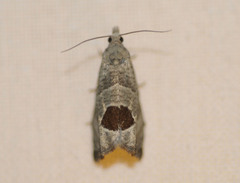Notocelia uddmanniana