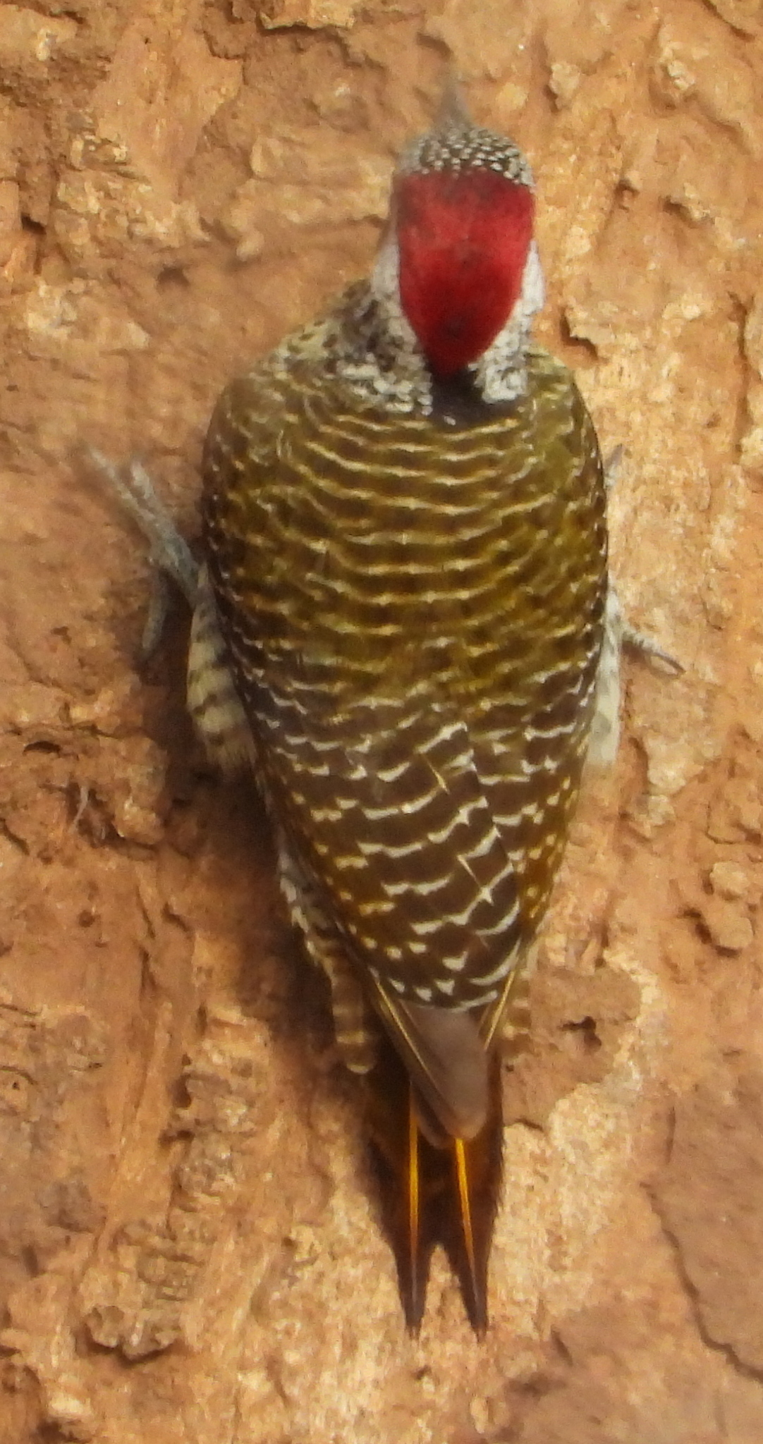 Bennett's Woodpecker (Campethera bennettii), photo 6