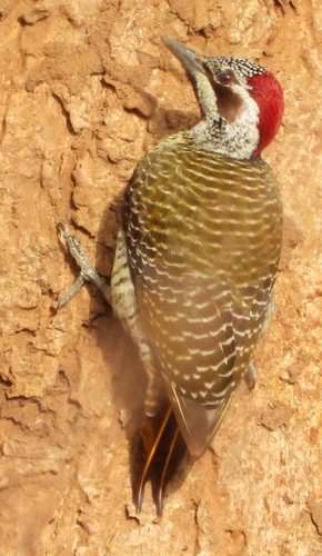 Bennett's Woodpecker (Campethera bennettii), photo 5