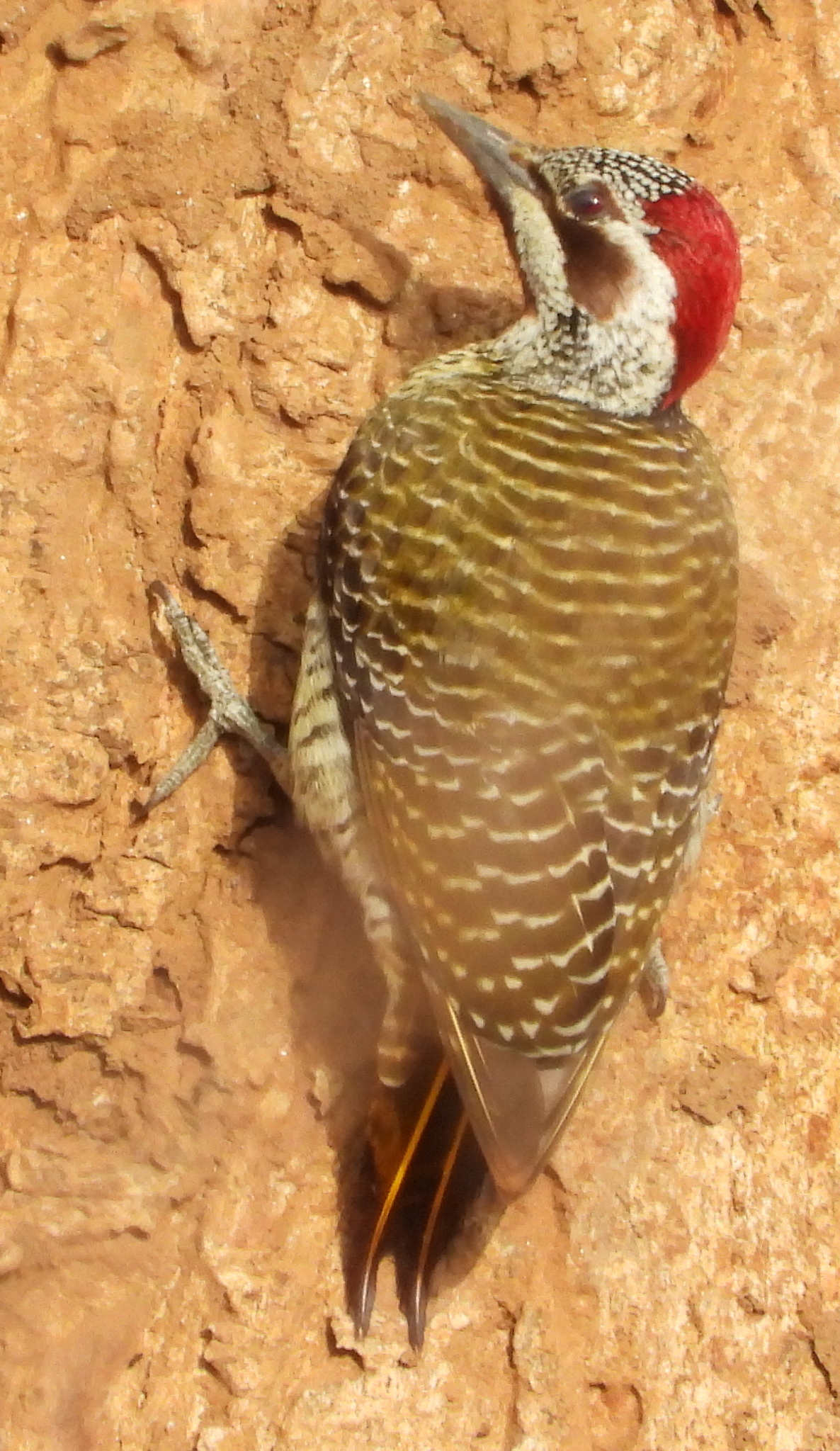 Bennett's Woodpecker (Campethera bennettii), photo 5