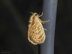Narosa concinna
