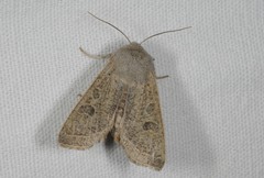 Orthosia gracilis