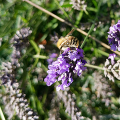 Bombus pascuorum