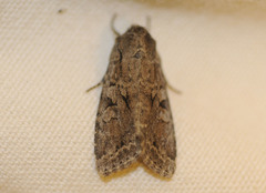 Apterogenum ypsillon