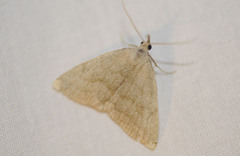 Pechipogo strigilata