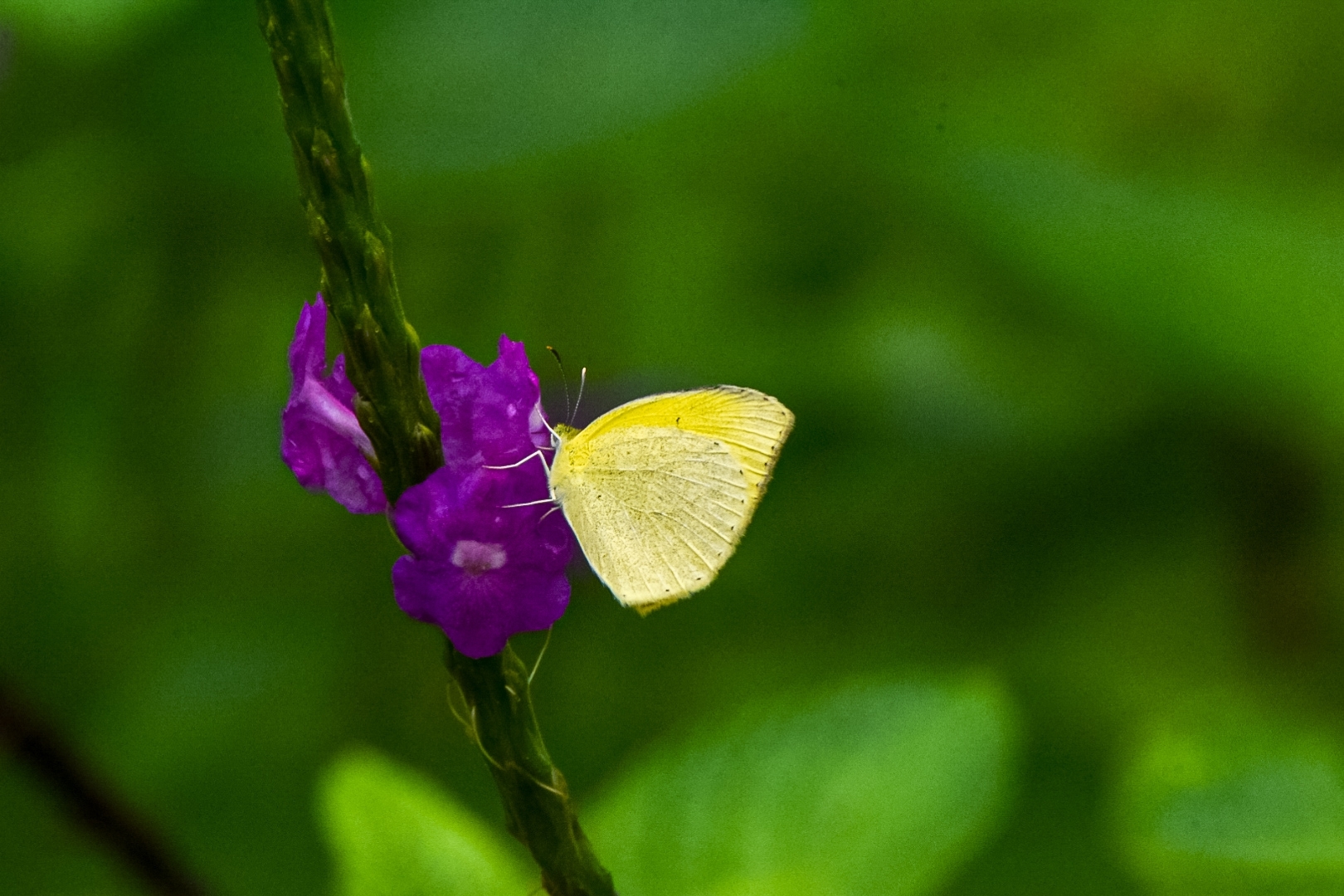 Spotless Grass Yellow