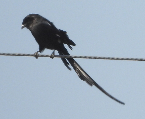 Magpie Shrike