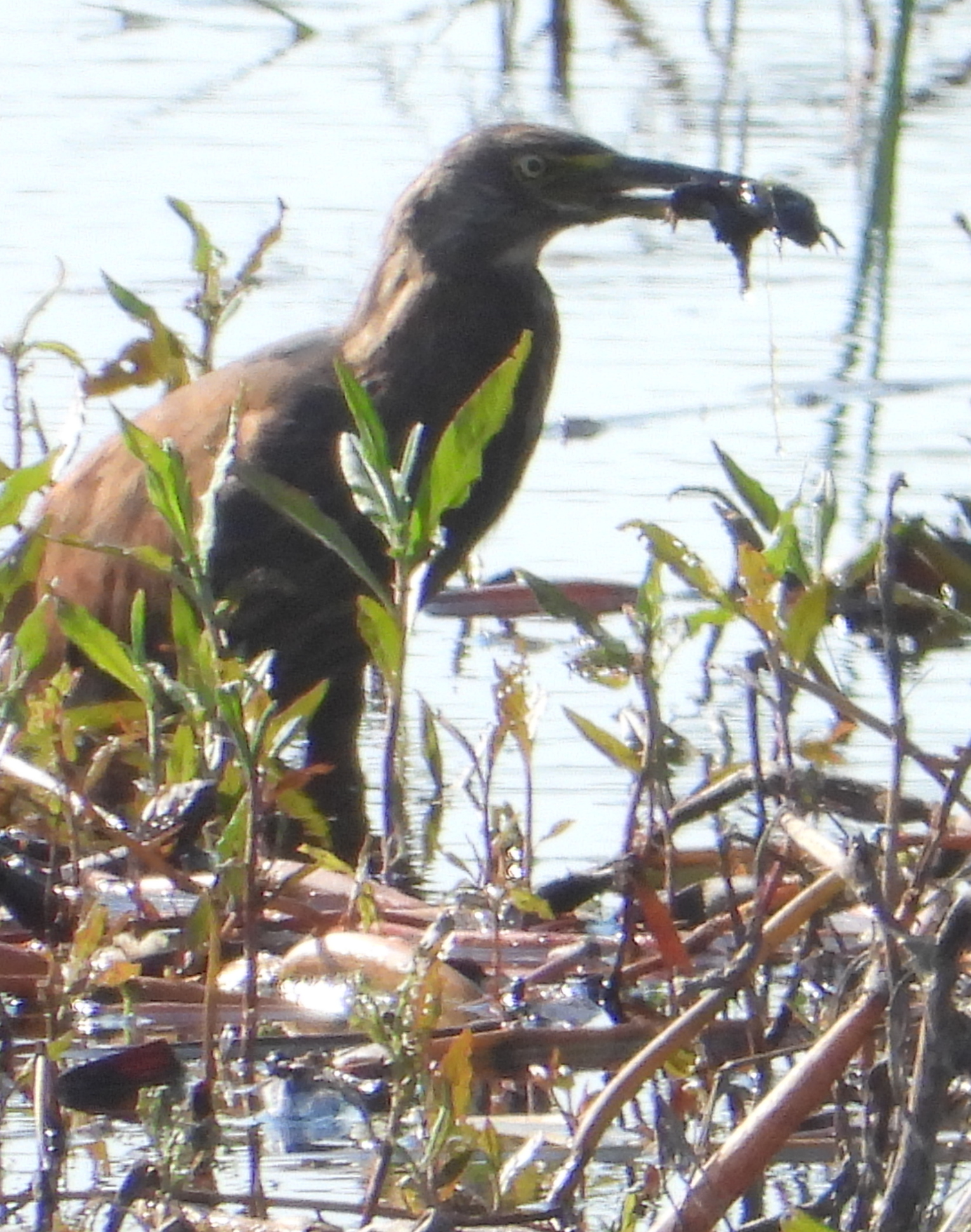 Rufous-bellied Heron (Ardeola rufiventris), photo 2