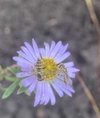 Toxomerus marginatus